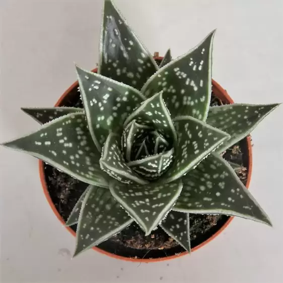 Aloe 'Tiki Tahi' 9cm - image 2