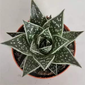Aloe 'Tiki Tahi' 9cm - image 2