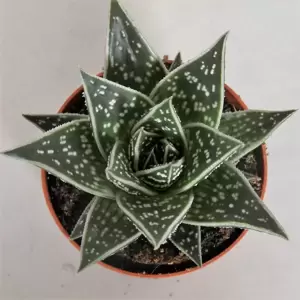 Aloe 'Tiki Tahi' 12cm