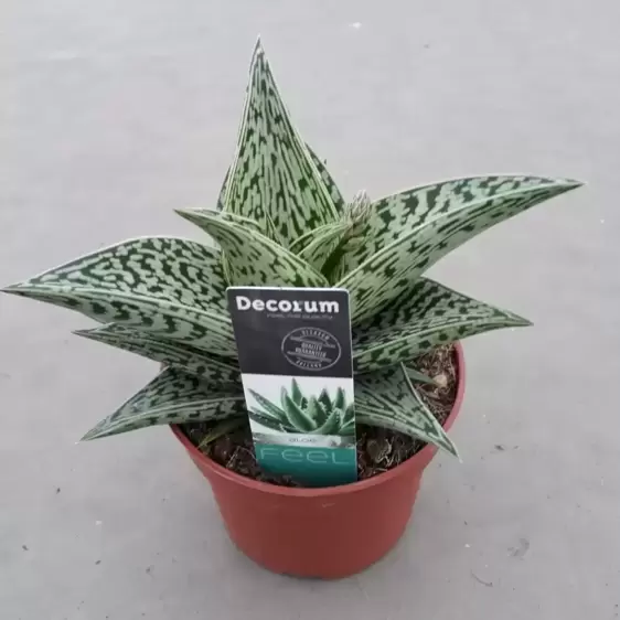 Aloe 'Tribal Variegata'