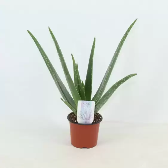 Aloe vera 10.5cm - image 1