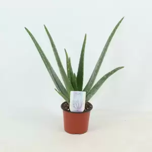 Aloe vera 12cm - image 1
