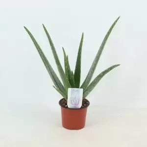 Aloe vera 10.5cm