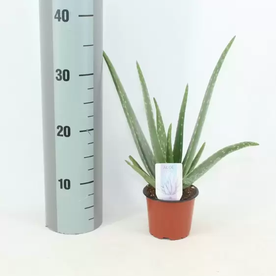 Aloe vera 10.5cm - image 2