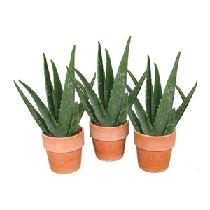 Aloe vera 13cm - image 2