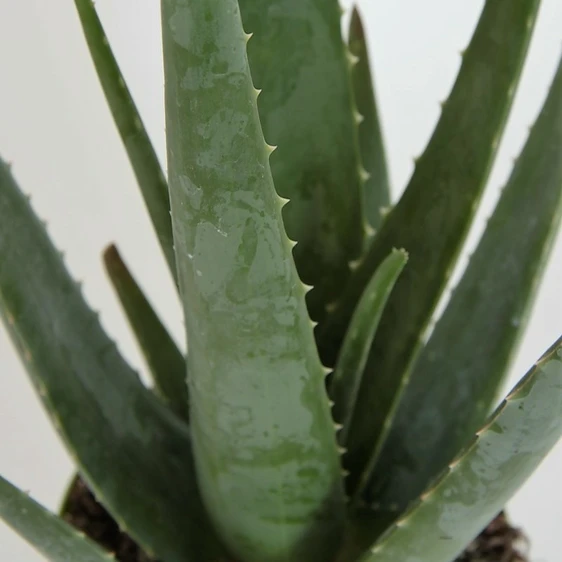 Aloe vera 14cm