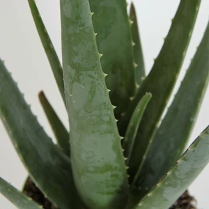 Aloe vera 12cm - image 2