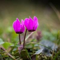 Alpine and Rockery Plants
