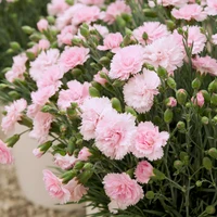 Alpine and Rockery Plants