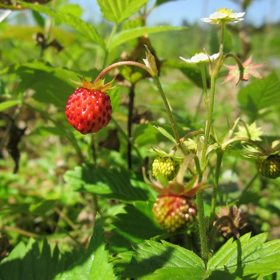 Alpine Strawberry