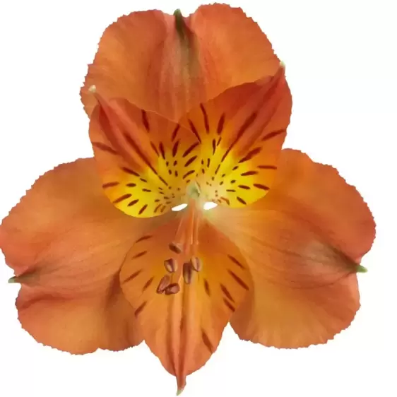 Alstroemeria Colorita 'Amina' - image 2