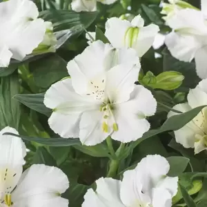 Alstroemeria Colorita 'Claire' - image 1