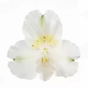 Alstroemeria Colorita 'Claire' - image 2