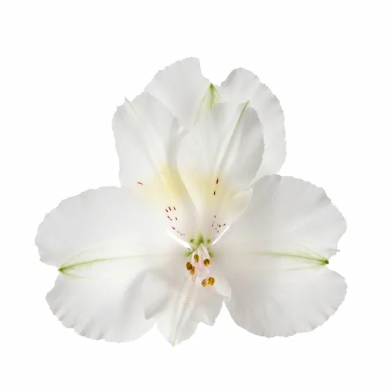 Alstroemeria Colorita 'Claressa' - image 2