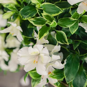 Alstroemeria Colorita 'Claressa' - image 1