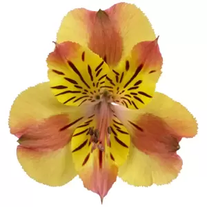 Alstroemeria Colorita 'Diana' - image 2