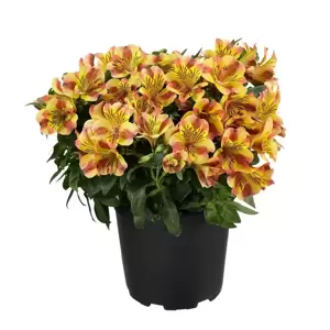 Alstroemeria Colorita 'Diana' - image 3