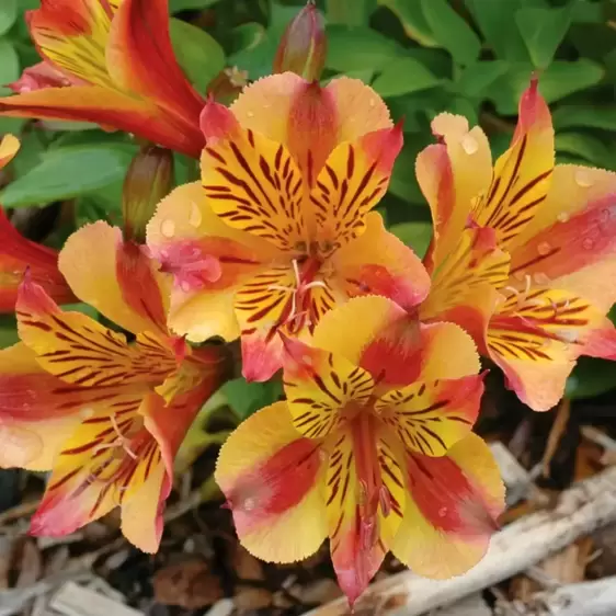 Alstroemeria Colorita 'Diana' - image 1