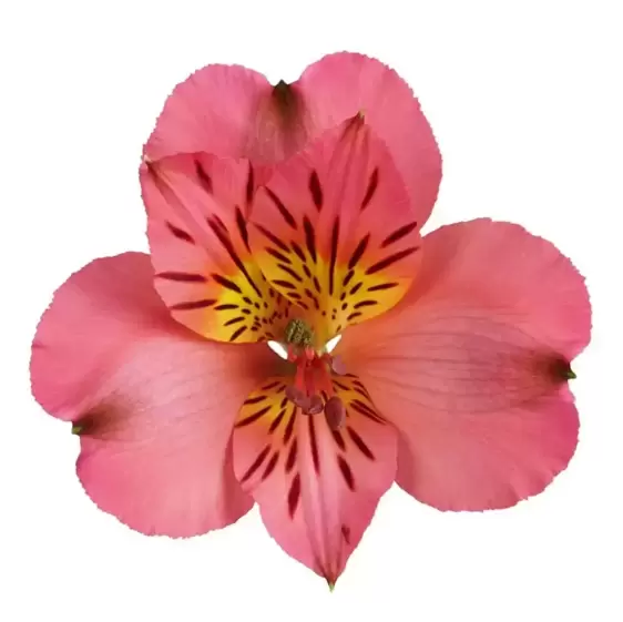 Alstroemeria Colorita 'Eliane' - image 2