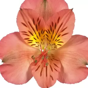 Alstroemeria Colorita 'Eliane Orange' - image 2