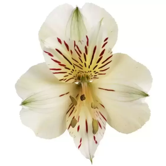 Alstroemeria Colorita 'Fabiana' - image 2