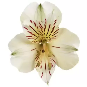Alstroemeria Colorita 'Fabiana' - image 2