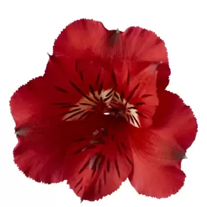 Alstroemeria Colorita 'Kate' - image 2