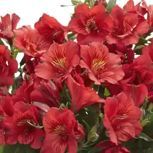 Alstroemeria Colorita 'Kate' - image 1