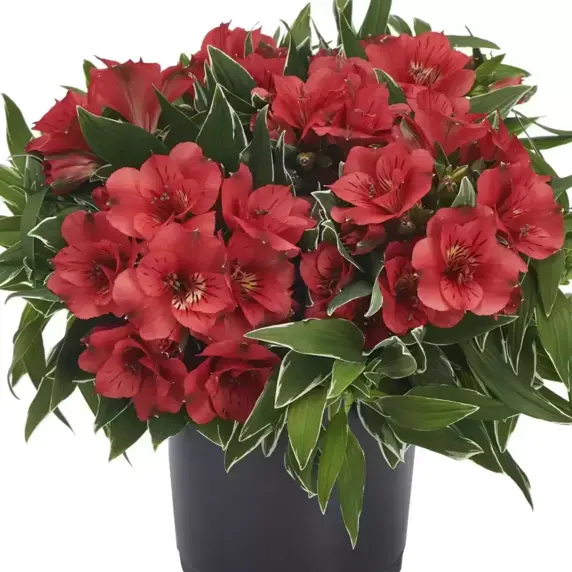Alstroemeria Colorita 'Katiana' - image 3
