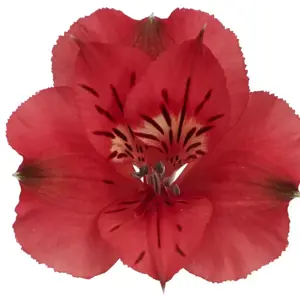 Alstroemeria Colorita 'Katiana' - image 2