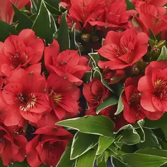 Alstroemeria Colorita 'Katiana' - image 1