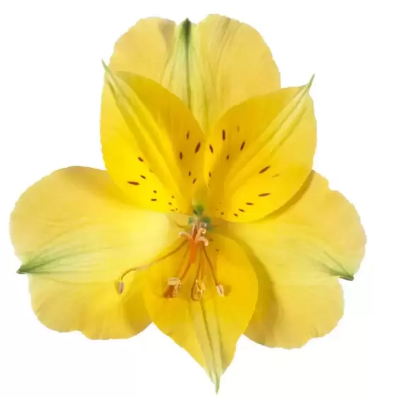 Alstroemeria Colorita 'Lisa' - image 2