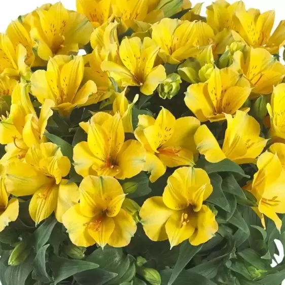 Alstroemeria Colorita 'Lisa' - image 1