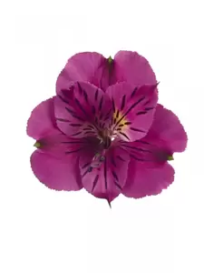 Alstroemeria Colorita 'Louise' - image 3