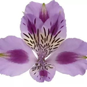 Alstroemeria Colorita 'Mulan' - image 2