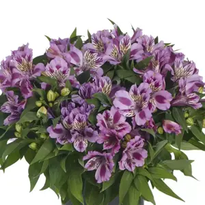 Alstroemeria Colorita 'Mulan' - image 3