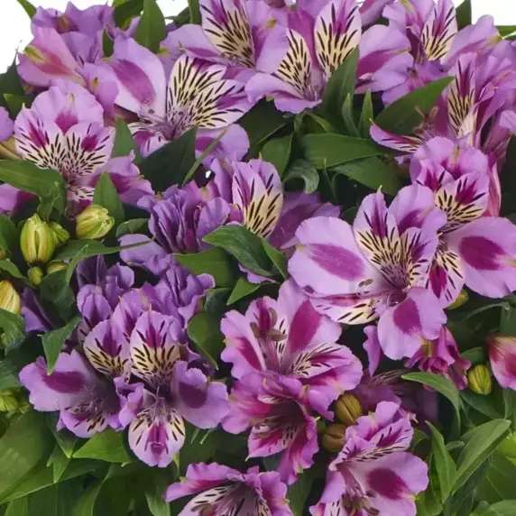 Alstroemeria Colorita 'Mulan' - image 1
