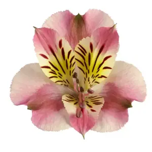 Alstroemeria Colorita 'Paola' - image 2