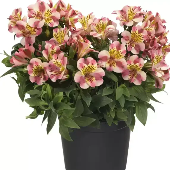 Alstroemeria Colorita 'Paola' - image 3
