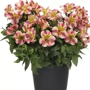 Alstroemeria Colorita 'Paola' - image 3