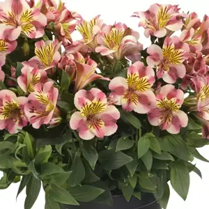 Alstroemeria Colorita 'Paola'