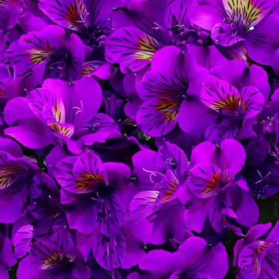 Alstroemeria Colorita 'Tamara' - image 1