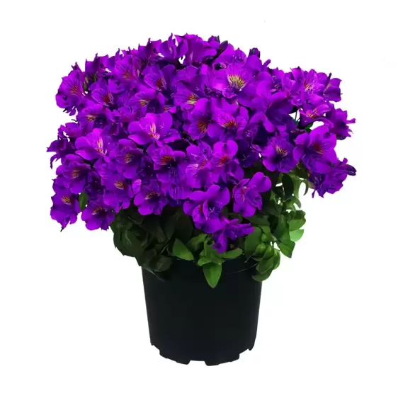 Alstroemeria Colorita 'Tamara' - image 2