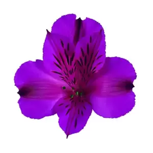 Alstroemeria Colorita 'Tamara' - image 3