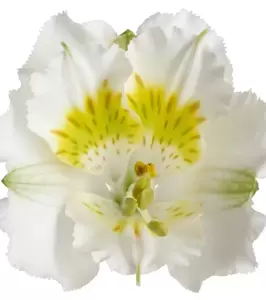 Alstroemeria Colorita 'Yenti' - image 3