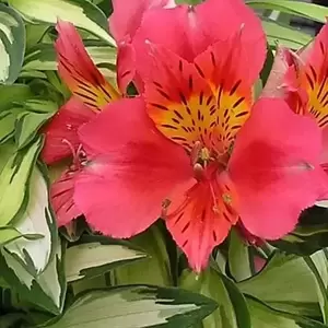 Alstroemeria 'Little Miss Zoe' - image 3