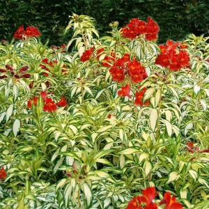 Image Credit: Anthony Tesselaar Plants Pty. Ltd.
