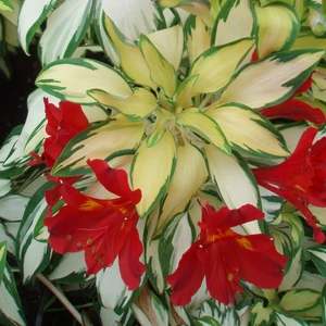 Image Credit: Anthony Tesselaar Plants Pty. Ltd.
