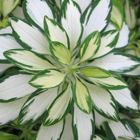 Image Credit: Anthony Tesselaar Plants Pty. Ltd.