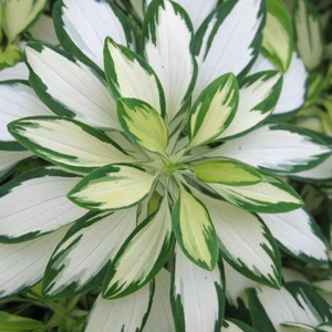 Image Credit: Anthony Tesselaar Plants Pty. Ltd.